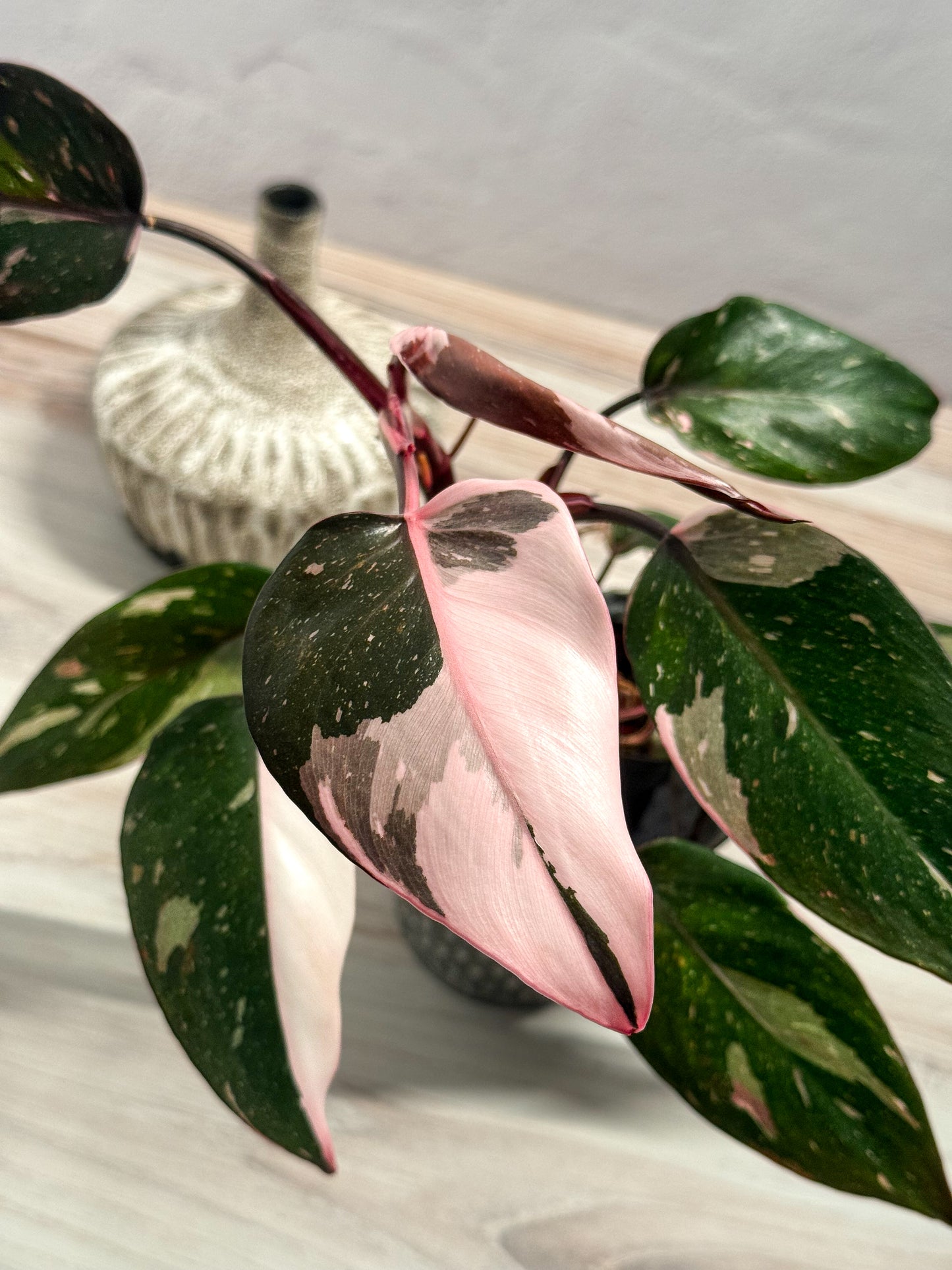Philodendron Red Anderson- grower’s choice