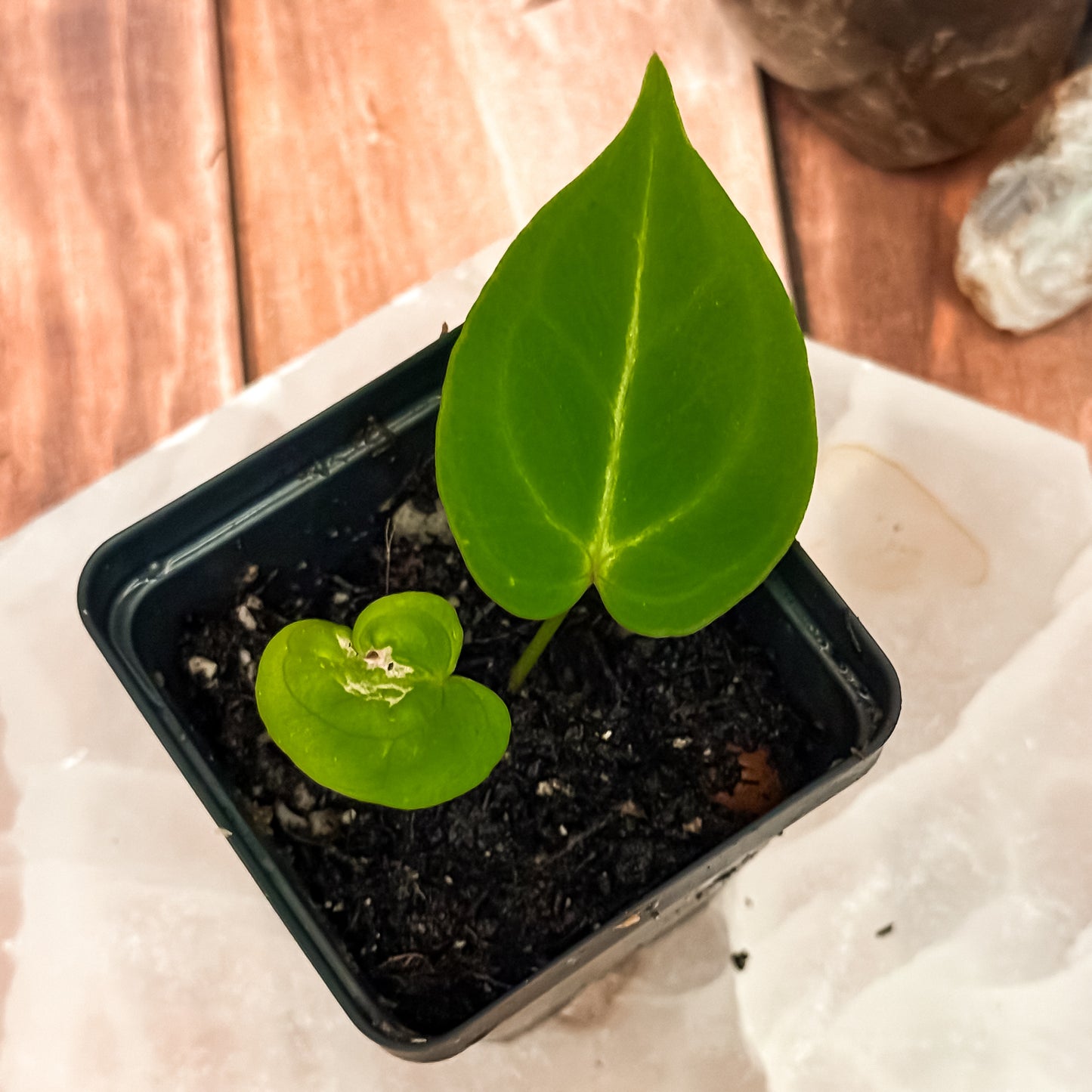 0260 Anthurium Super Silver x Blue Pap
