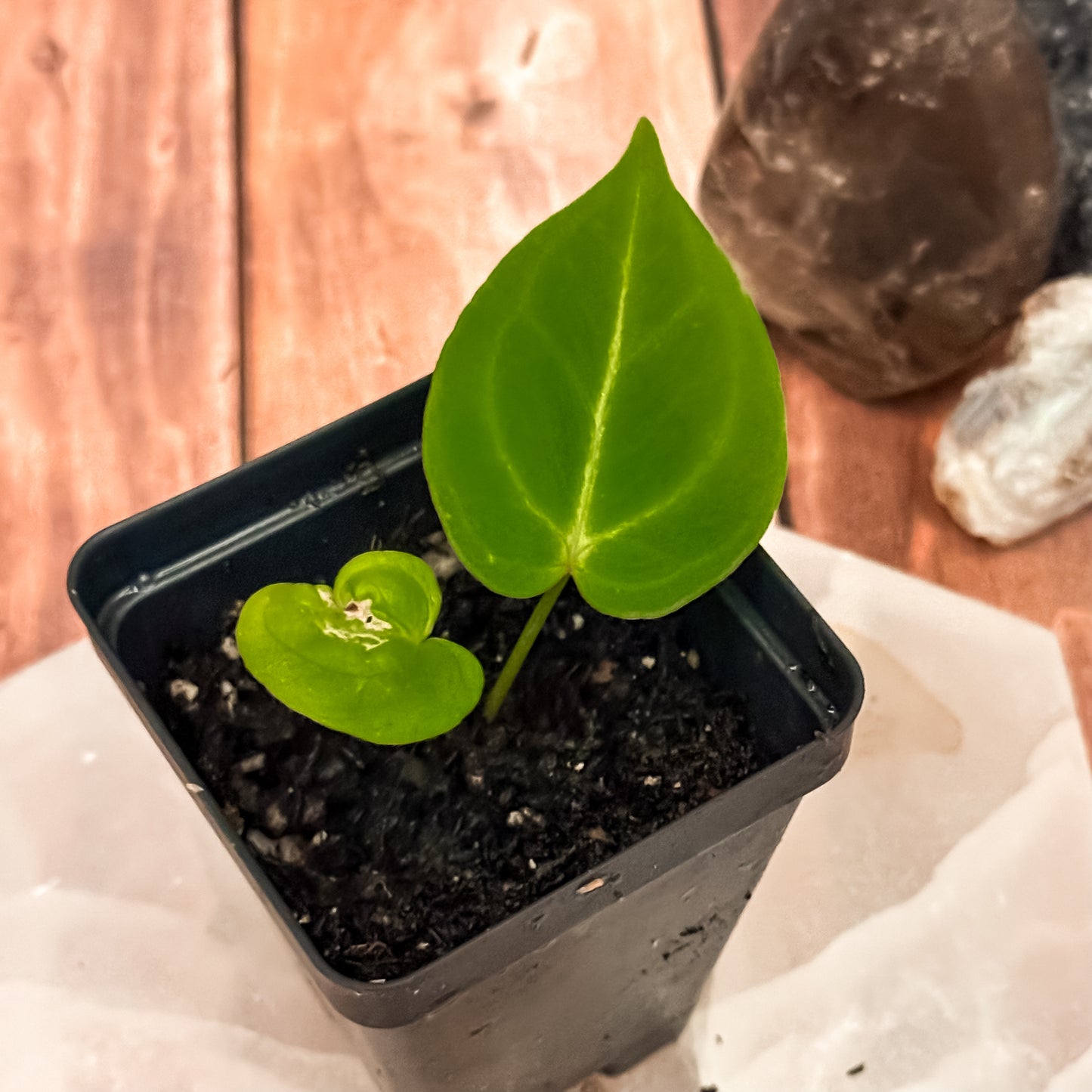 0260 Anthurium Super Silver x Blue Pap