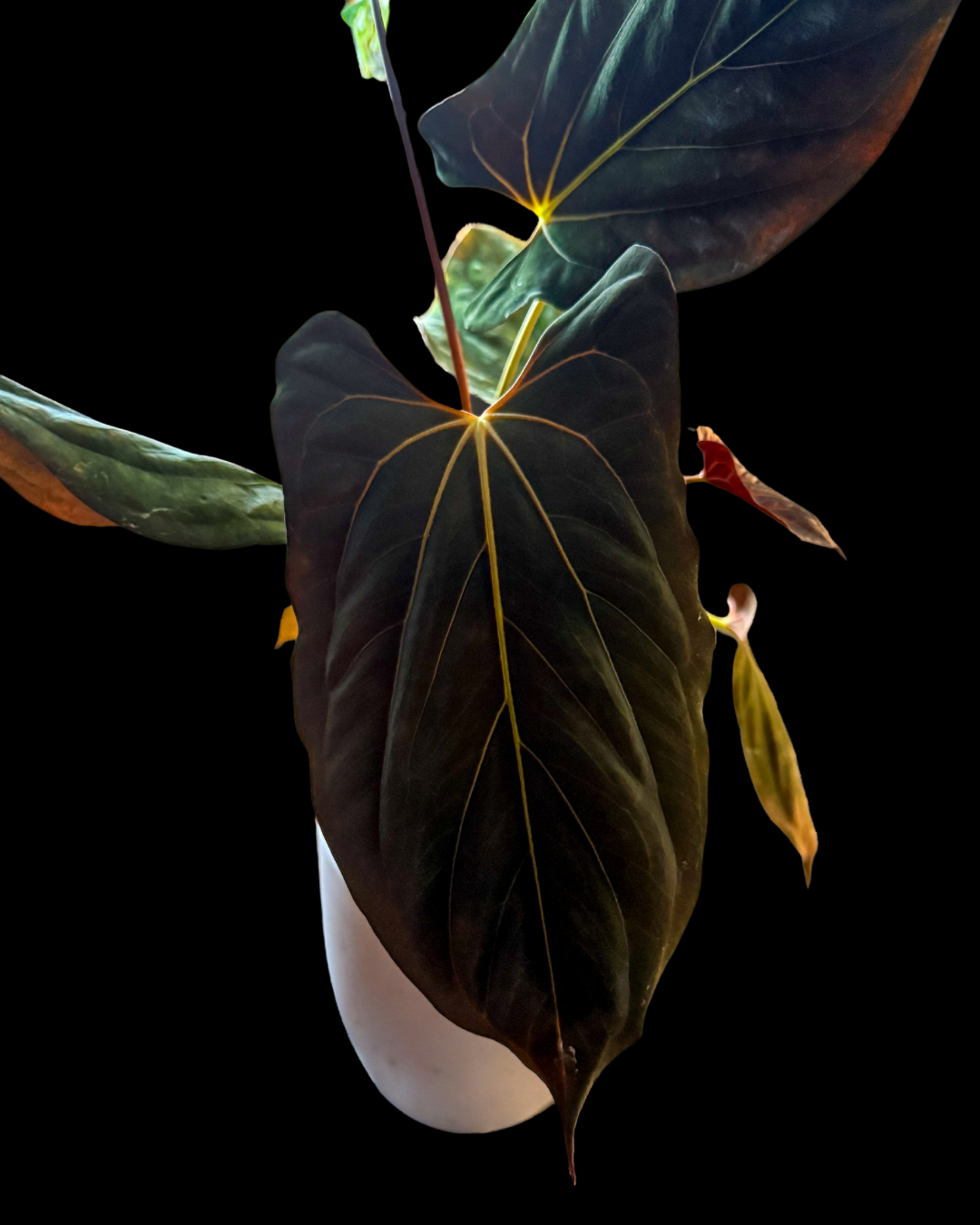 0636 Anthurium mighty Joe CLONE