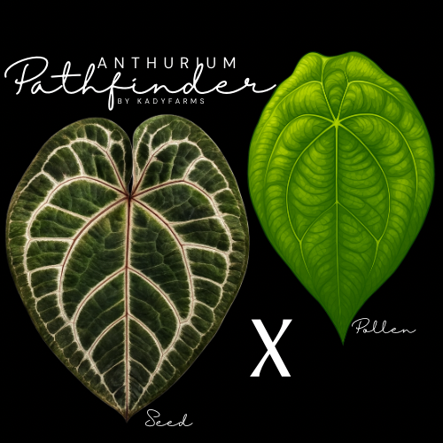 Anthurium Pathfinder- Grower’s Choice Seedling