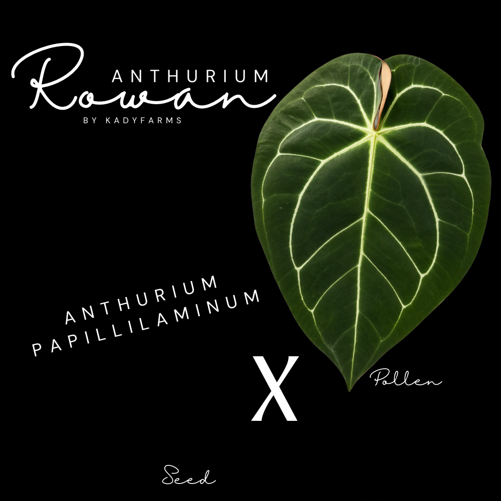 Anthurium Rowan- grower’s choice ONE seed