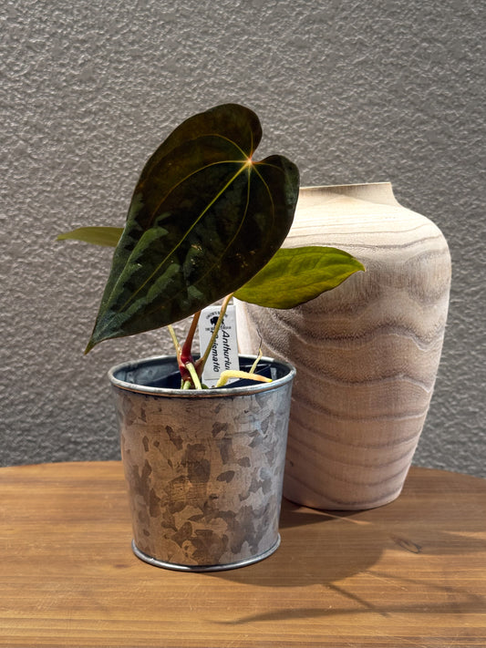 0433 Anthurium Prismatic