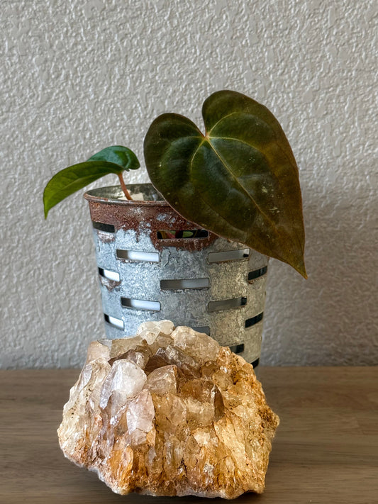 0358 Anthurium Prismatic