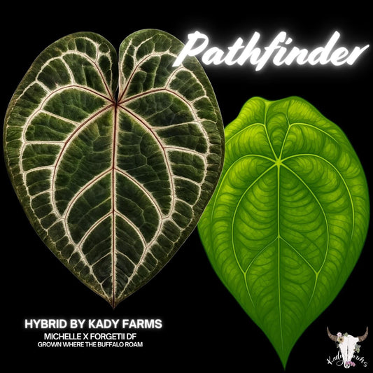 Anthurium Pathfinder- Grower’s Choice