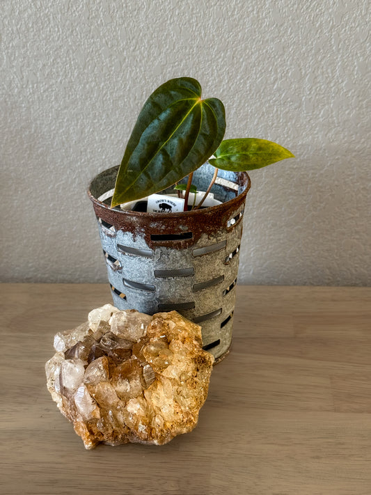 0408 Anthurium Prismatic