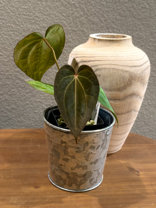 0437 Anthurium Prismatic