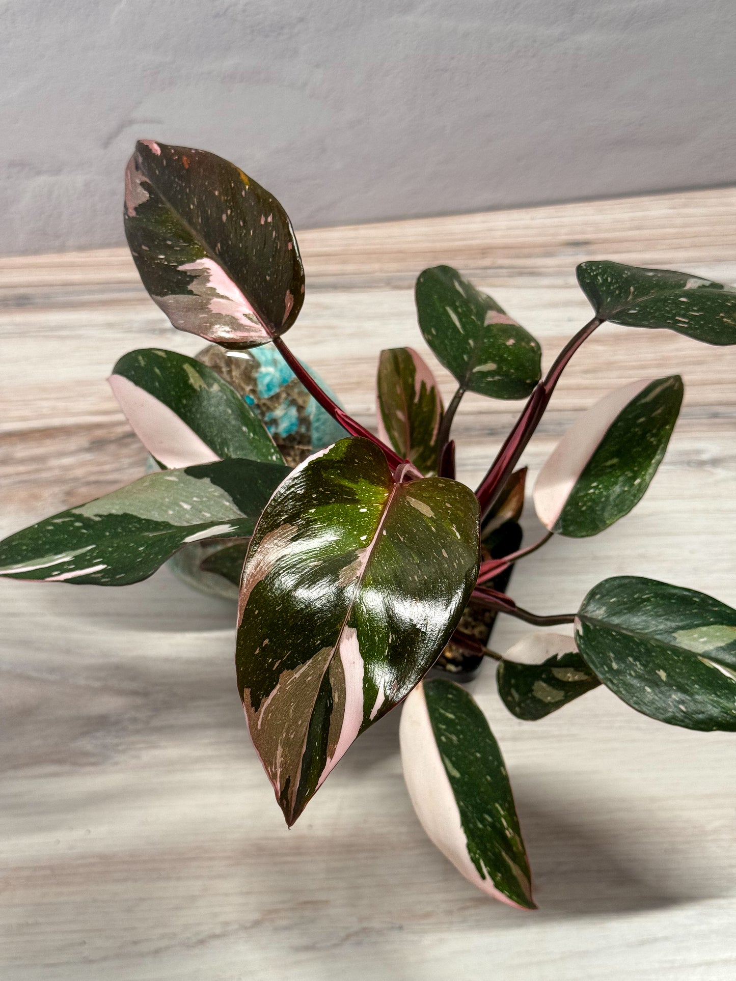 Philodendron Red Anderson- grower’s choice