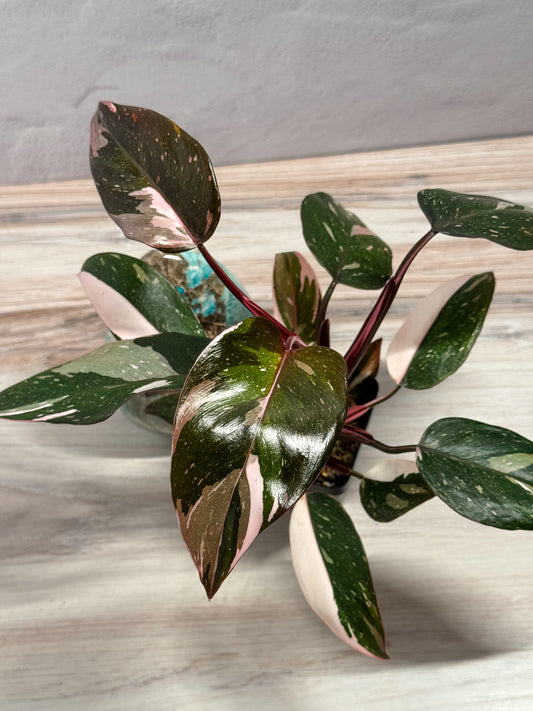 Philodendron Red Anderson- grower’s choice