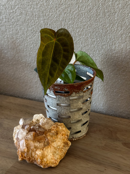 0406 Anthurium Prismatic