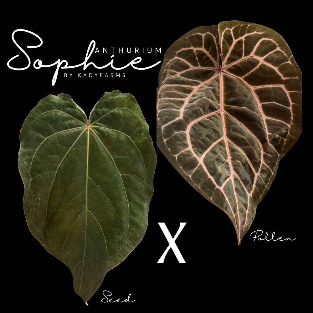Anthurium Sophie- grower’s choice ONE seed