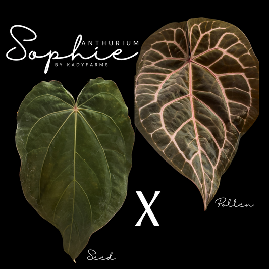 Anthurium Sophie- grower’s choice ONE seed