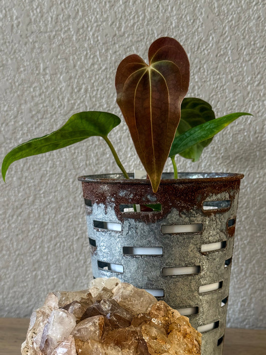 0356 Anthurium Prismatic