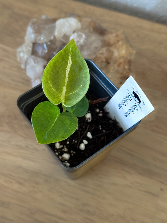 0430 Anthurium Pathfinder