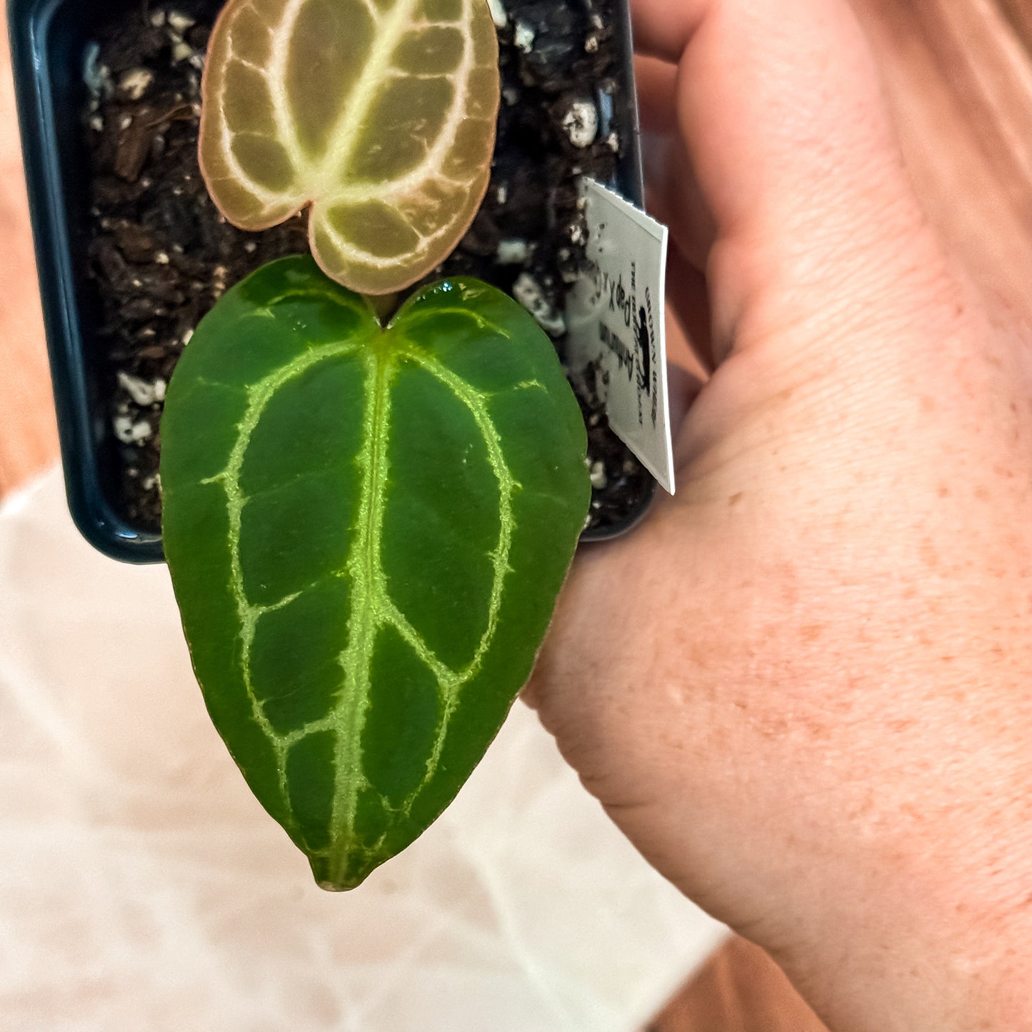 0156 Anthurium Papillilaminum X x Queen Crystallinum