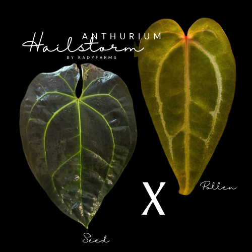 Anthurium Hailstorn