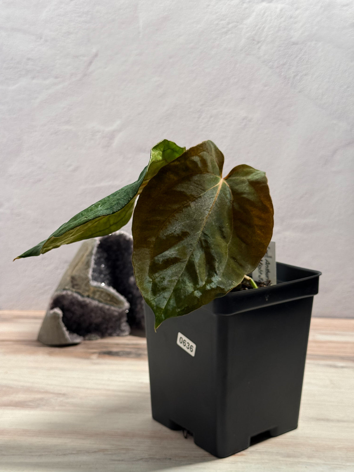 0636 Anthurium mighty Joe CLONE