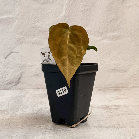 0319 Anthurium Prismatic