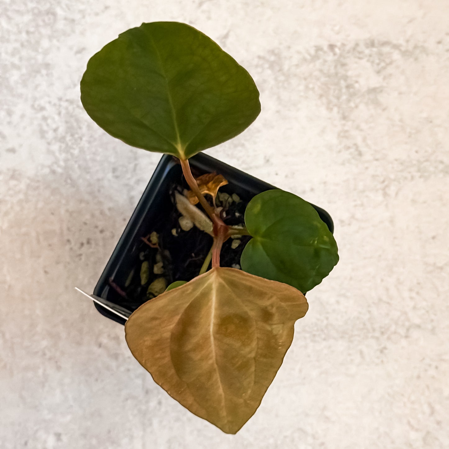 0319 Anthurium Prismatic