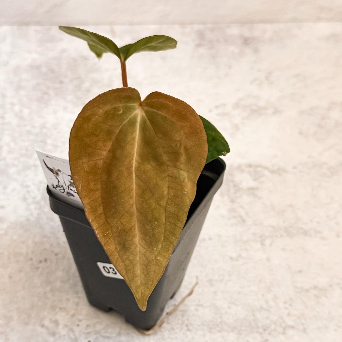 0319 Anthurium Prismatic