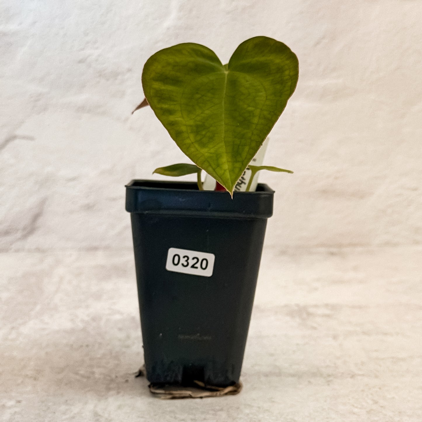 0320 Anthurium Prismatic