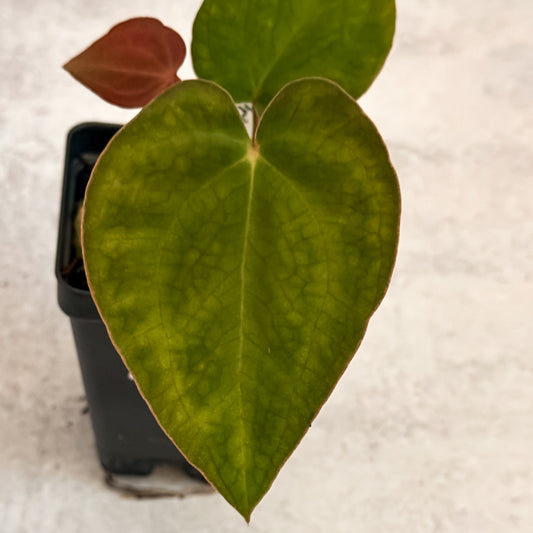 0320 Anthurium Prismatic