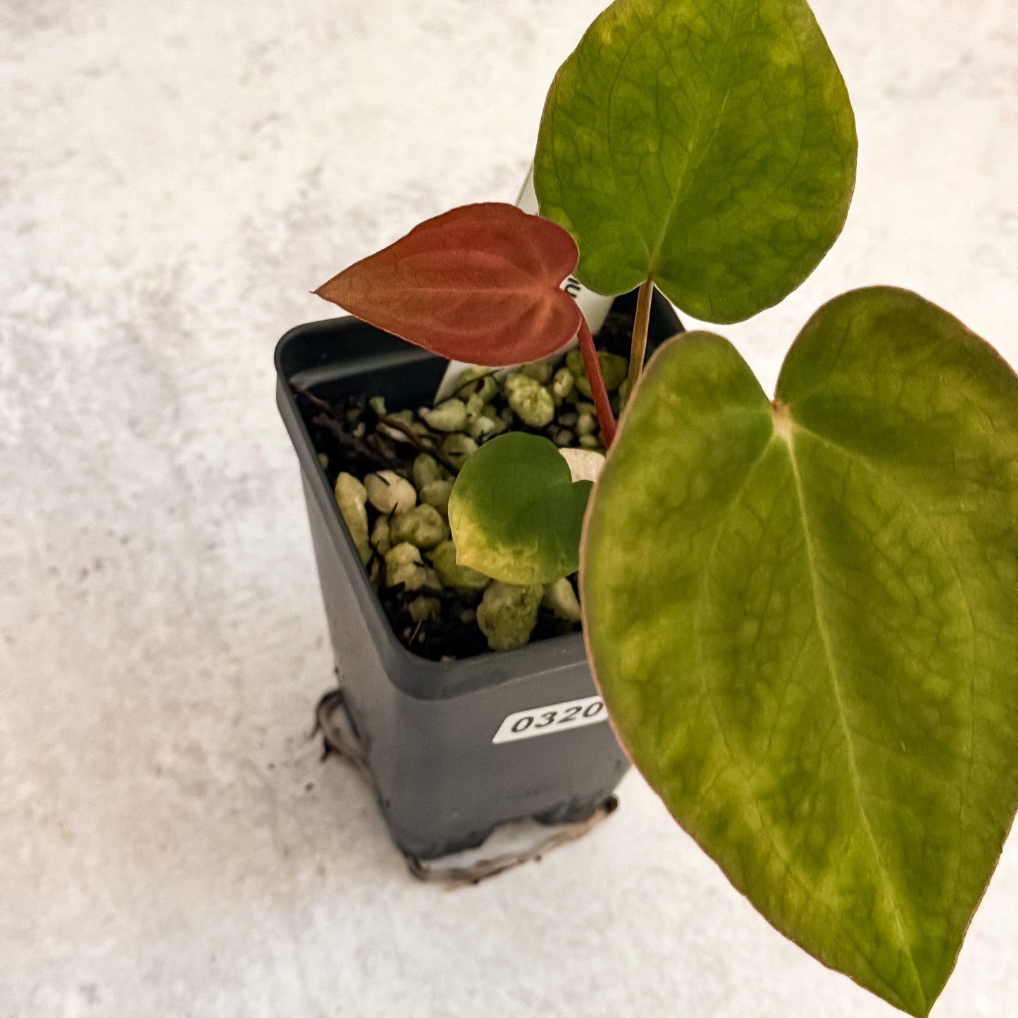 0320 Anthurium Prismatic