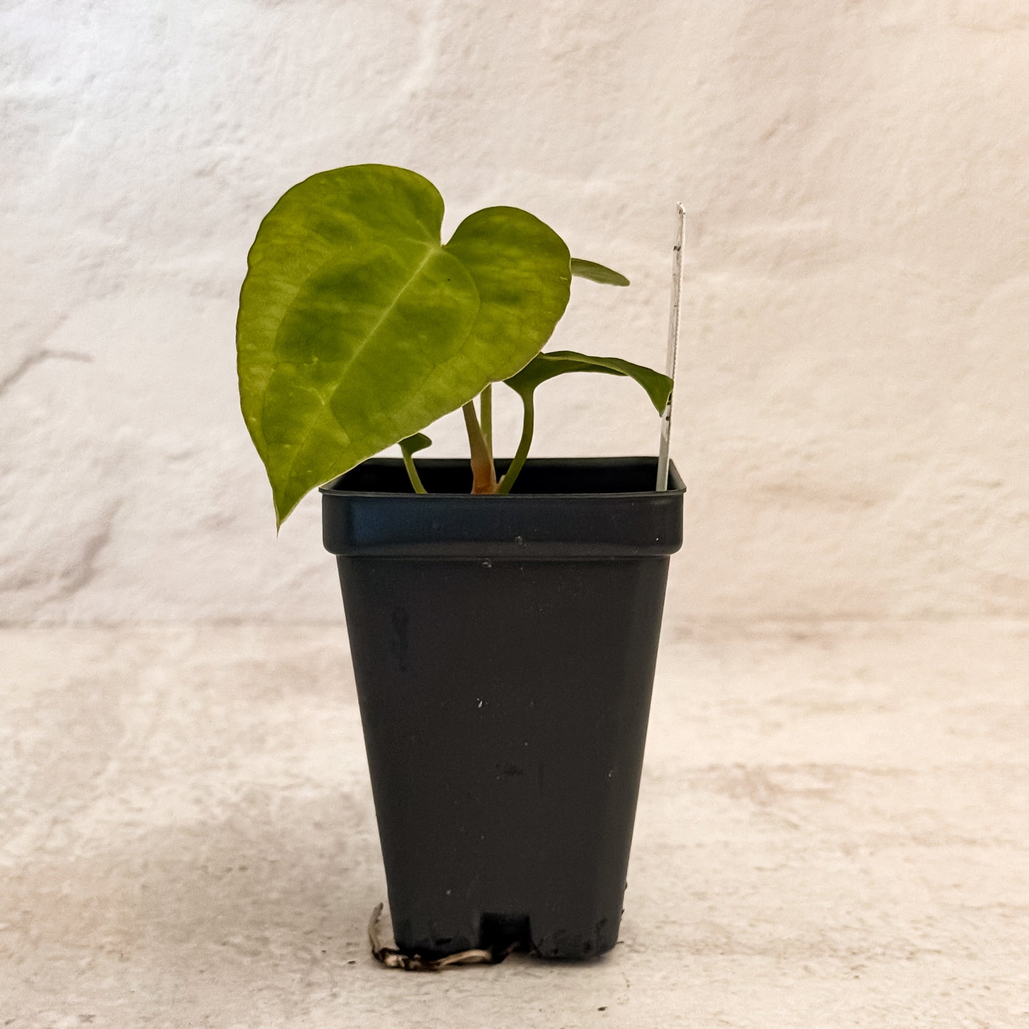 0321 Anthurium Prismatic