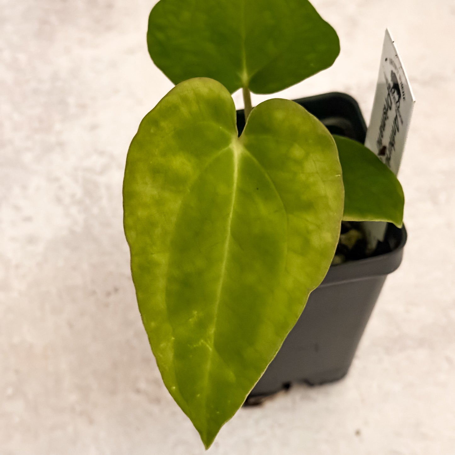 0321 Anthurium Prismatic