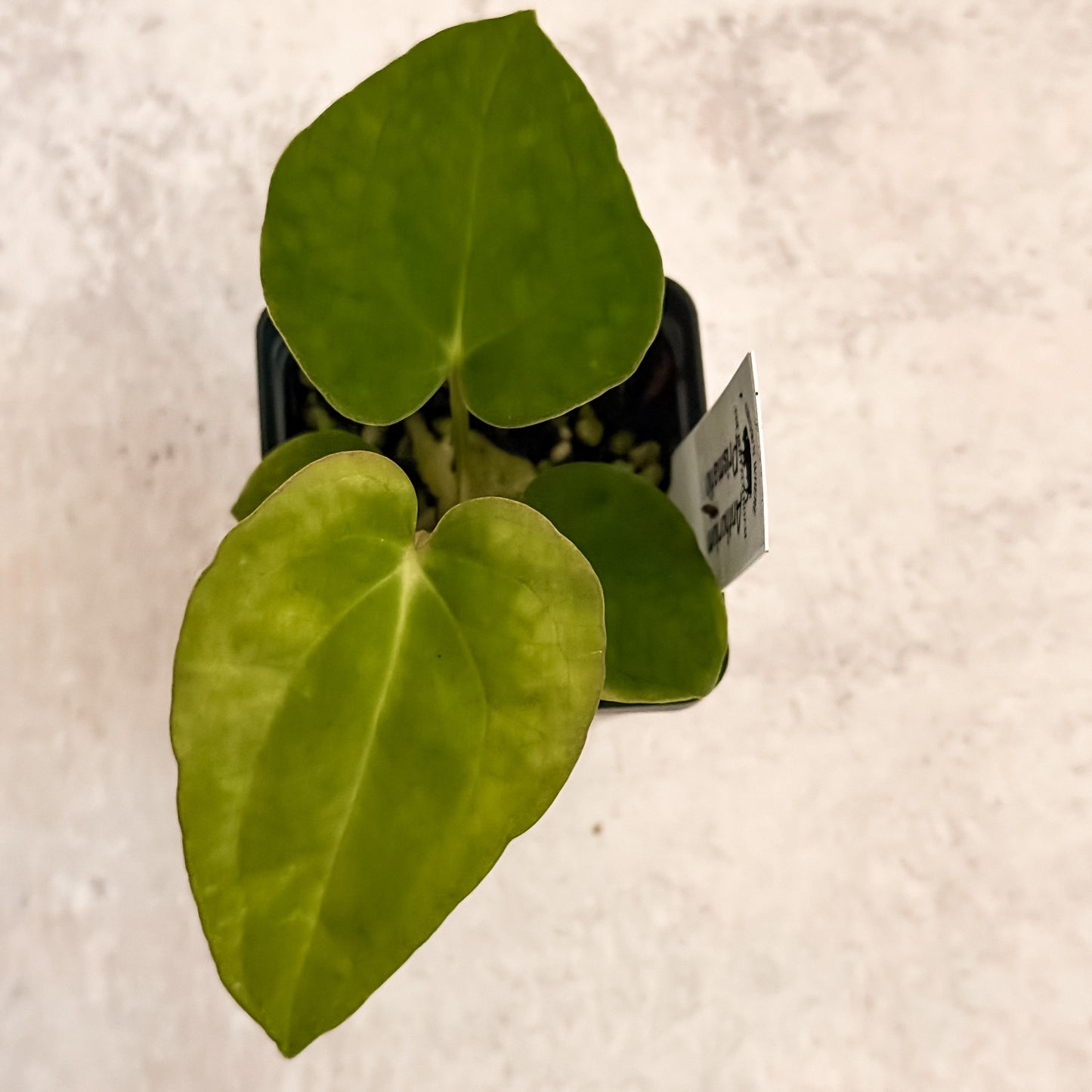 0321 Anthurium Prismatic