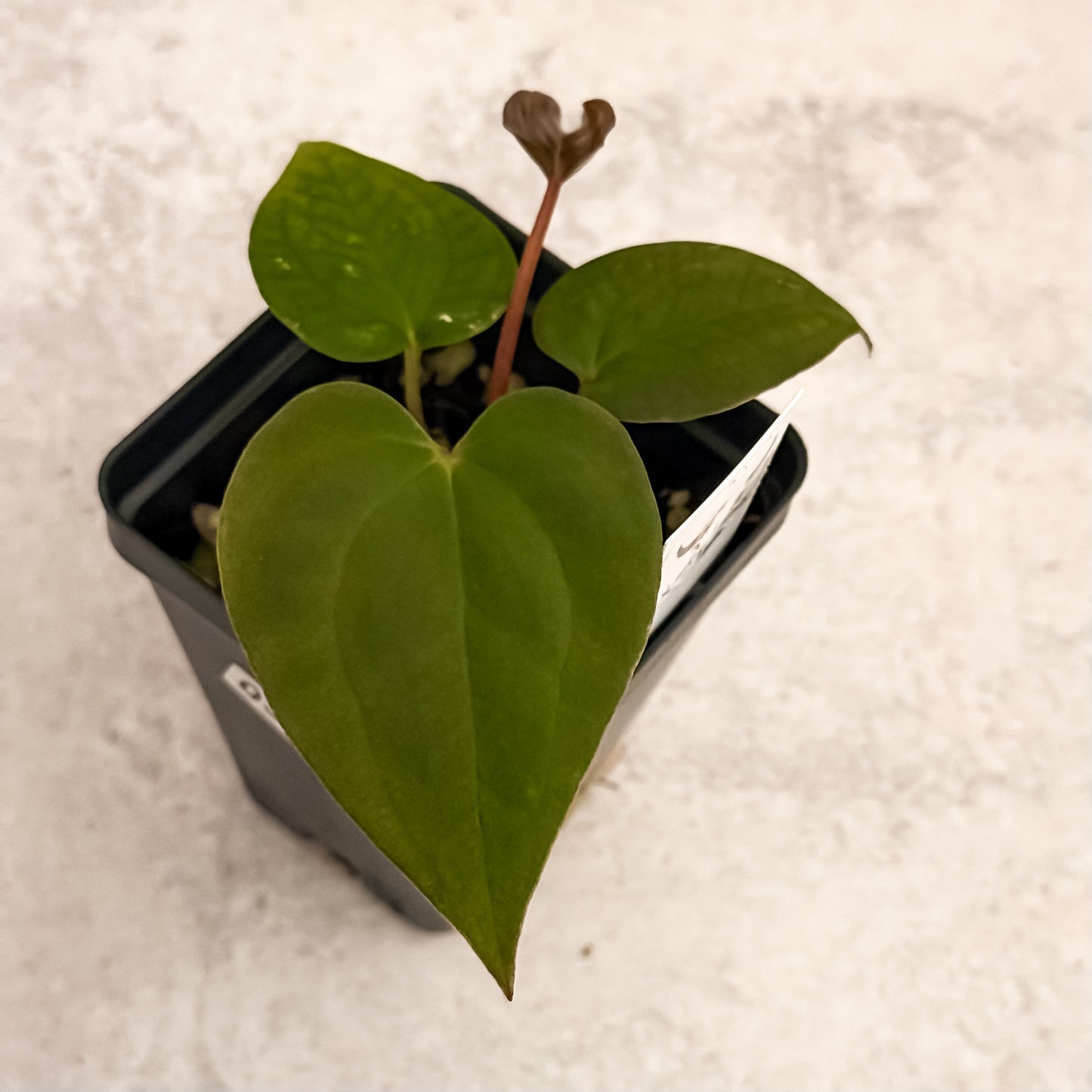 0322 Anthurium Prismatic