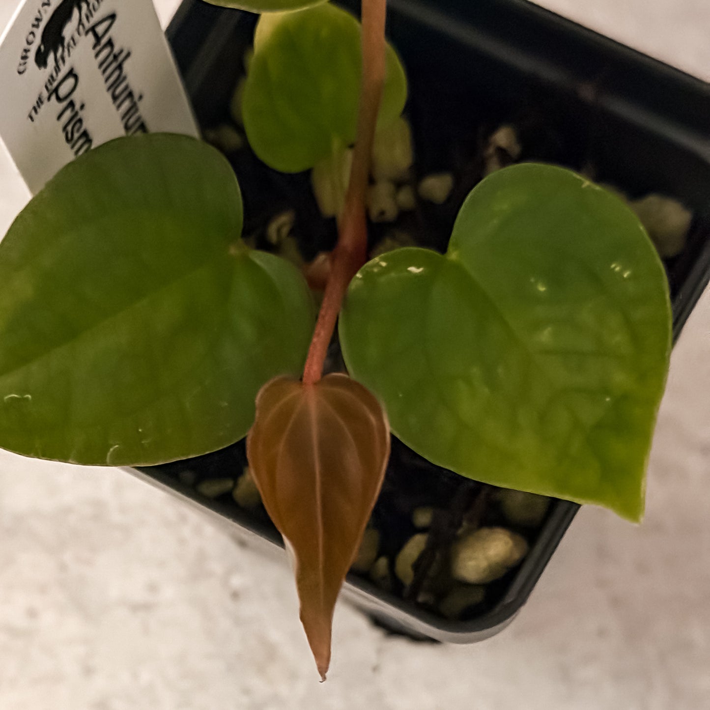 0322 Anthurium Prismatic