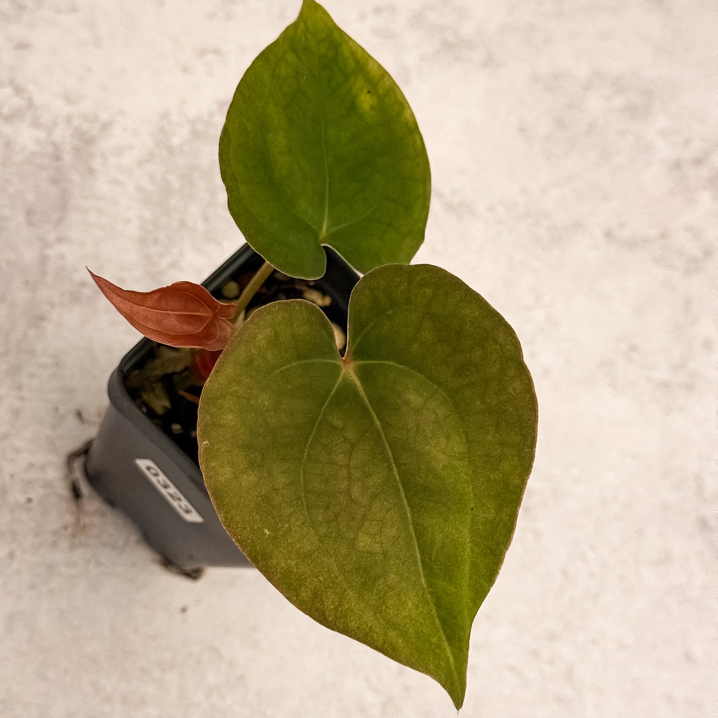 0323 Anthurium Prismatic