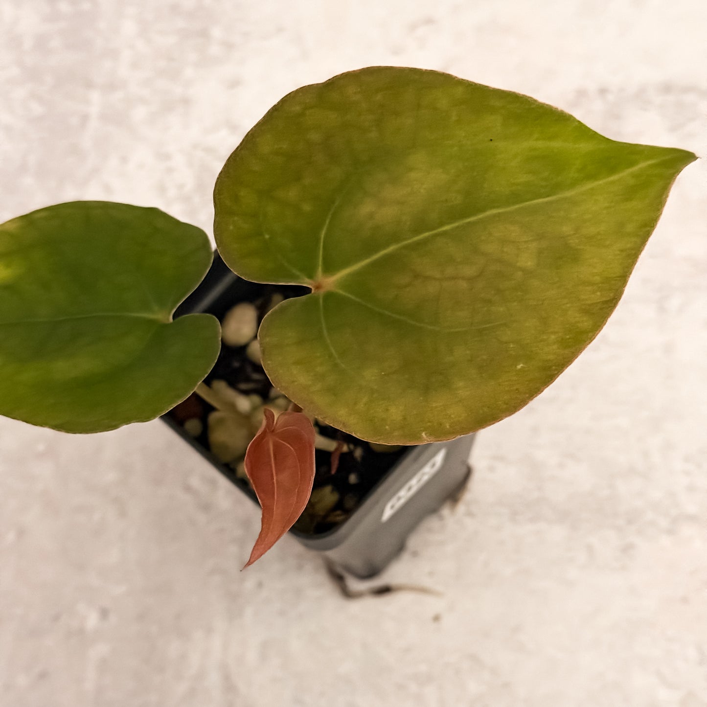 0323 Anthurium Prismatic