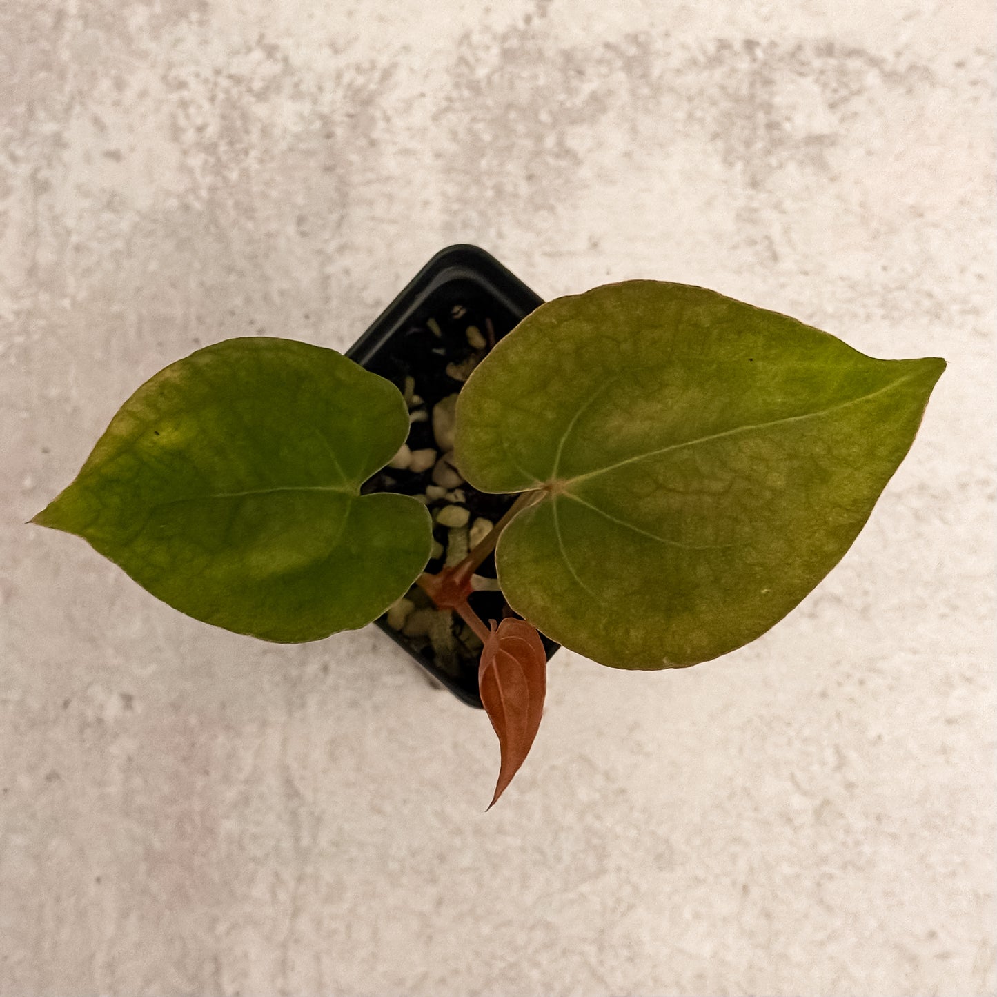 0323 Anthurium Prismatic