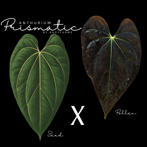 Anthurium Prismatic- Grower’s Choice Seedling