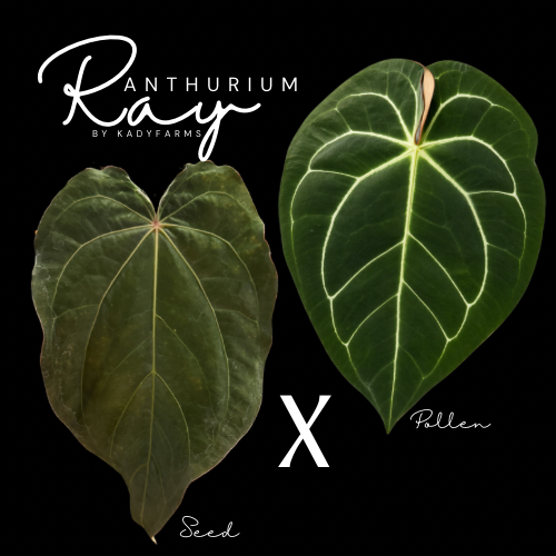 Anthurium Ray- Grower’s Choice Fresh Seed