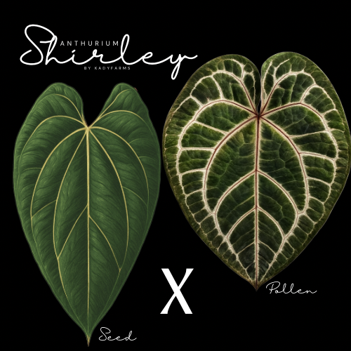Anthurium Shirley- Grower’s Choice Seedling